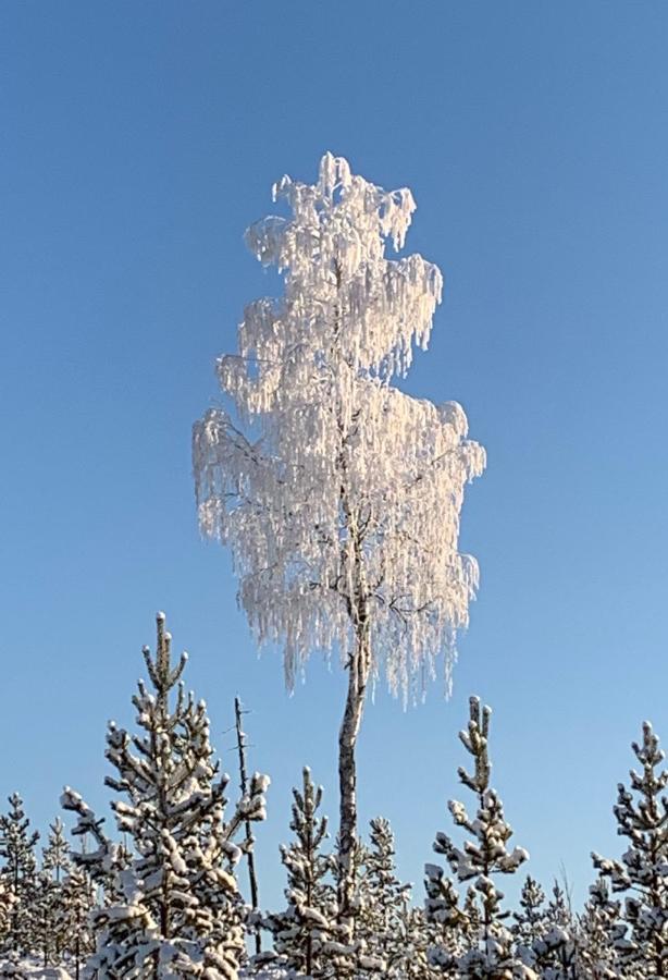 Off-Grid Cabin In Nattavaara Lapland Esterno foto